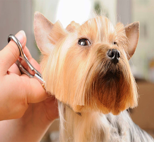 Dog Grooming Kelowna Best Dog Groomers in Kelowna, BC